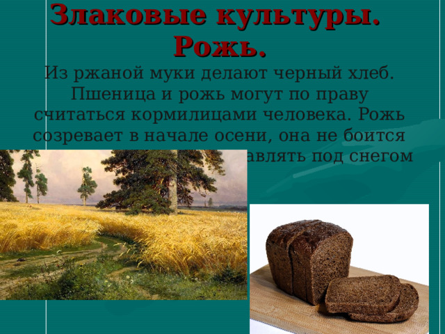    Злаковые культуры.  Рожь.  Из ржаной муки делают черный хлеб. Пшеница и рожь могут по праву считаться кормилицами человека. Рожь созревает в начале осени, она не боится морозов и ее можно оставлять под снегом     