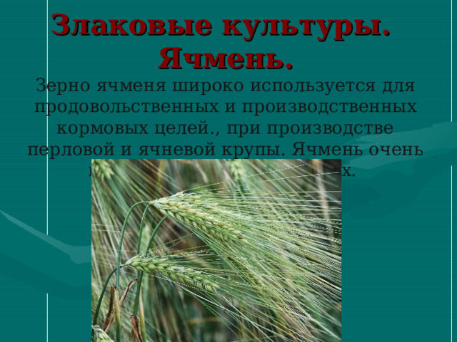    Злаковые культуры.  Ячмень.  Зерно ячменя широко используется для продовольственных и производственных кормовых целей., при производстве перловой и ячневой крупы. Ячмень очень ценный корм для животных.     