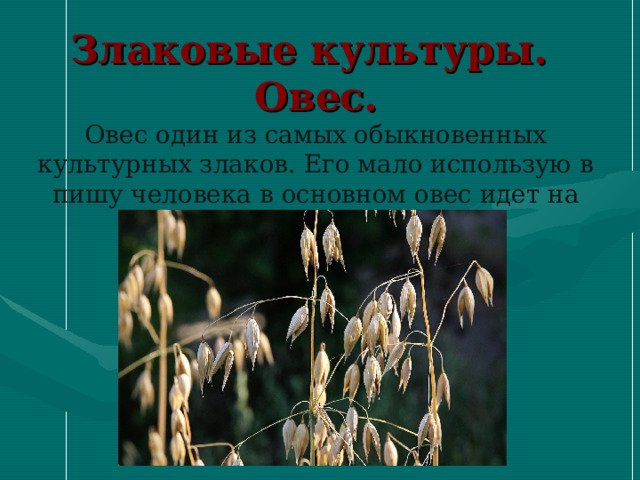    Злаковые культуры.  Овес.  Овес один из самых обыкновенных культурных злаков. Его мало использую в пишу человека в основном овес идет на корм животных     