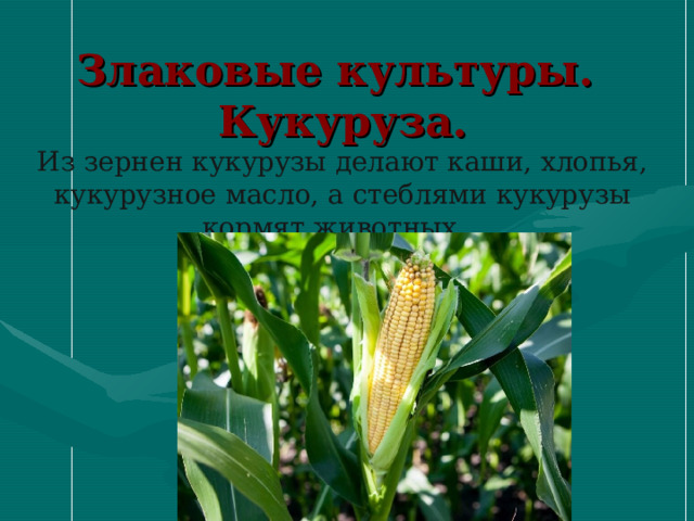    Злаковые культуры.  Кукуруза.  Из зернен кукурузы делают каши, хлопья, кукурузное масло, а стеблями кукурузы кормят животных .     