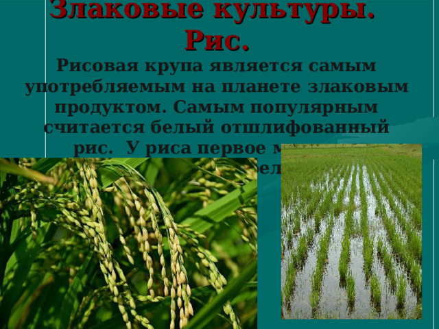   Злаковые культуры.  Рис.  Рисовая крупа является самым употребляемым на планете злаковым продуктом. Самым популярным считается белый отшлифованный рис. У риса первое место по содержанию белка.    