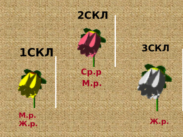 2СКЛ 3СКЛ 1СКЛ  Ср.р М.р. М.р. Ж.р. Ж.р. 