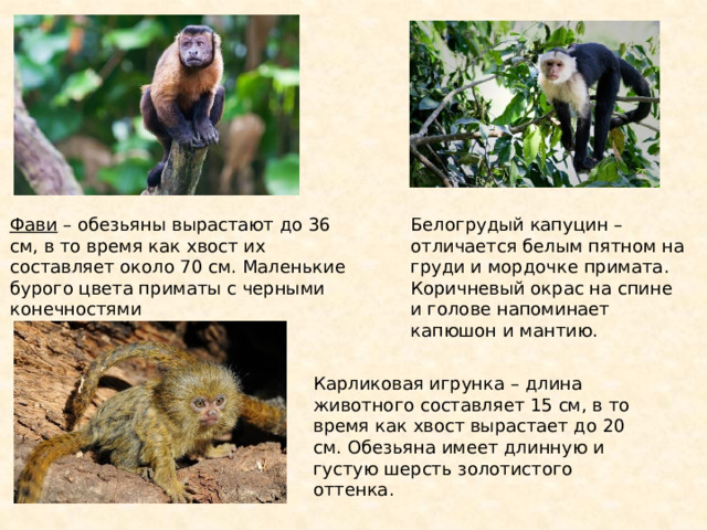 Фави  – обезьяны вырастают до 36 см, в то время как хвост их составляет около 70 см. Маленькие бурого цвета приматы с черными конечностями Белогрудый капуцин – отличается белым пятном на груди и мордочке примата. Коричневый окрас на спине и голове напоминает капюшон и мантию. Карликовая игрунка – длина животного составляет 15 см, в то время как хвост вырастает до 20 см. Обезьяна имеет длинную и густую шерсть золотистого оттенка. 