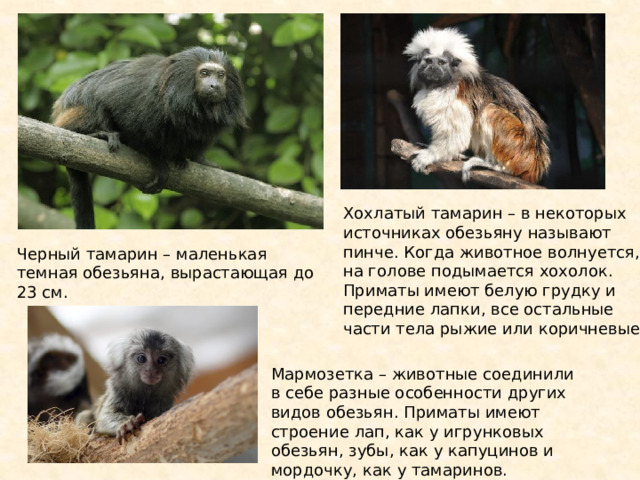 Хохлатый тамарин – в некоторых источниках обезьяну называют пинче. Когда животное волнуется, на голове подымается хохолок. Приматы имеют белую грудку и передние лапки, все остальные части тела рыжие или коричневые. Черный тамарин – маленькая темная обезьяна, вырастающая до 23 см. Мармозетка – животные соединили в себе разные особенности других видов обезьян. Приматы имеют строение лап, как у игрунковых обезьян, зубы, как у капуцинов и мордочку, как у тамаринов. 