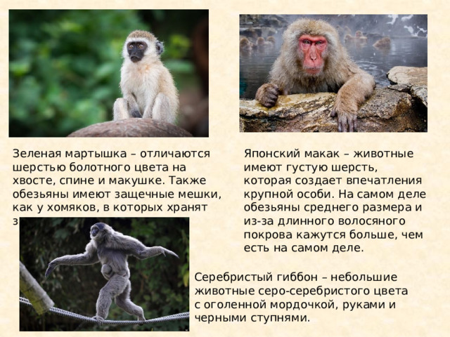 Зеленая мартышка – отличаются шерстью болотного цвета на хвосте, спине и макушке. Также обезьяны имеют защечные мешки, как у хомяков, в которых хранят запасы пищи. Японский макак – животные имеют густую шерсть, которая создает впечатления крупной особи. На самом деле обезьяны среднего размера и из-за длинного волосяного покрова кажутся больше, чем есть на самом деле. Серебристый гиббон – небольшие животные серо-серебристого цвета с оголенной мордочкой, руками и черными ступнями. 