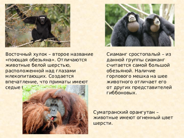 Восточный хулок – второе название «поющая обезьяна». Отличаются животные белой шерстью, расположенной над глазами млекопитающих. Создается впечатление, что приматы имеют седые брови. Сиаманг сростопалый – из данной группы сиаманг считается самой большой обезьяной. Наличие горлового мешка на шее животного отличает его от других представителей гиббоновых. Суматранский орангутан – животные имеют огненный цвет шерсти. 