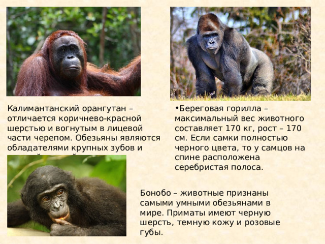 Калимантанский орангутан – отличается коричнево-красной шерстью и вогнутым в лицевой части черепом. Обезьяны являются обладателями крупных зубов и мощной нижней челюсти. Береговая горилла – максимальный вес животного составляет 170 кг, рост – 170 см. Если самки полностью черного цвета, то у самцов на спине расположена серебристая полоса. Бонобо – животные признаны самыми умными обезьянами в мире. Приматы имеют черную шерсть, темную кожу и розовые губы. 