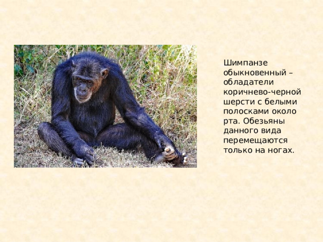 Шимпанзе обыкновенный – обладатели коричнево-черной шерсти с белыми полосками около рта. Обезьяны данного вида перемещаются только на ногах. 