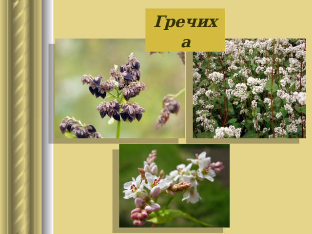 Гречиха  