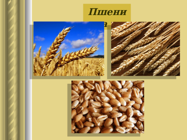 Пшеница 