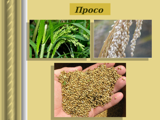 Просо 