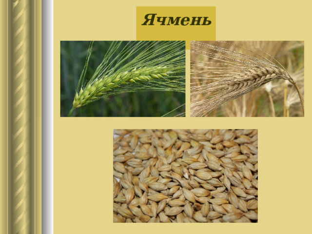 Ячмень 