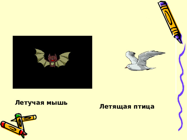 Летучая мышь Летящая птица 