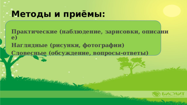 Методы и приёмы: Практические (наблюдение, зарисовки, описание) Наглядные (рисунки, фотографии) Словесные (обсуждение, вопросы-ответы) 