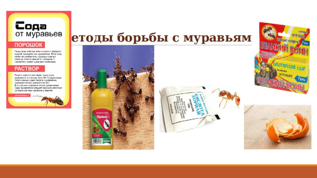 Методы борьбы с муравьями 