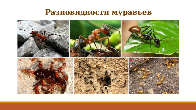 Разновидности муравьев 