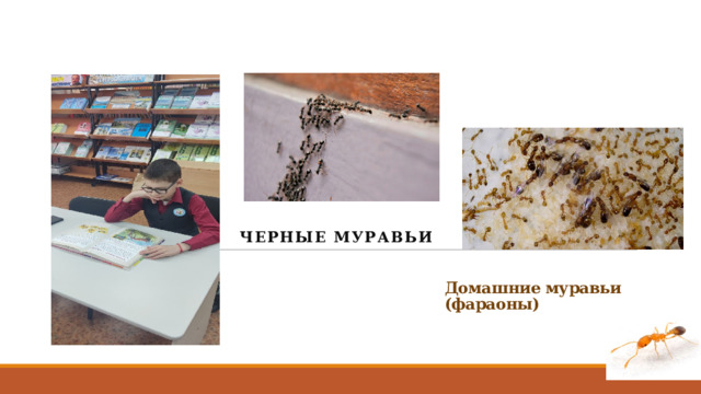 Черные муравьи Домашние муравьи (фараоны) 