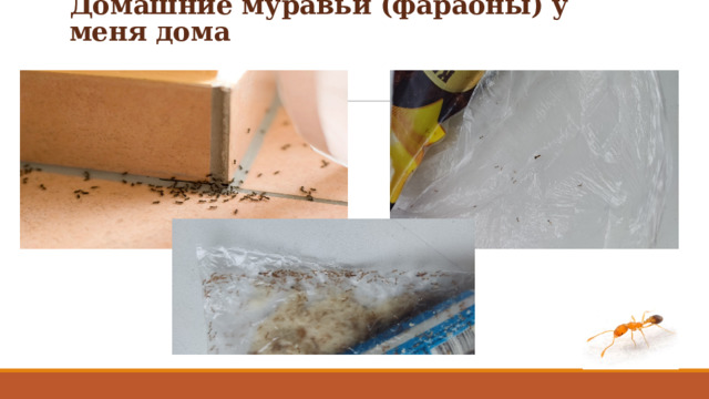 Домашние муравьи (фараоны) у меня дома 