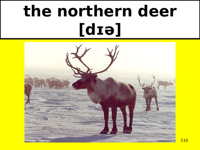 the northern deer [dɪə]  