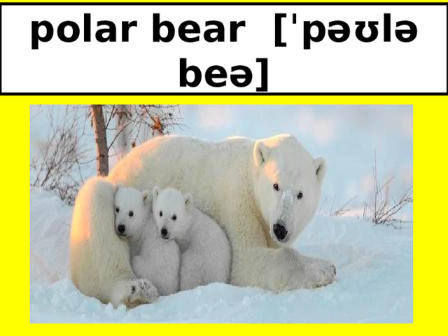 polar bear [ˈpəʊlə beə] 