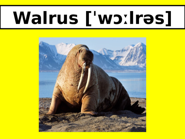Walrus [ˈwɔːlrəs] 