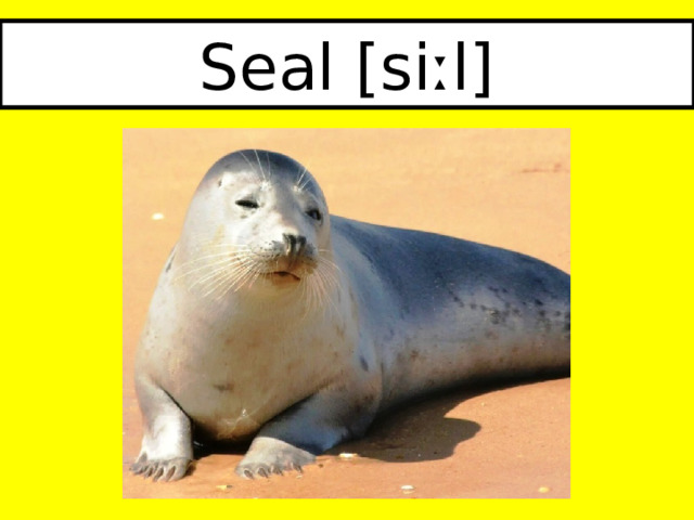 Seal [siːl] 