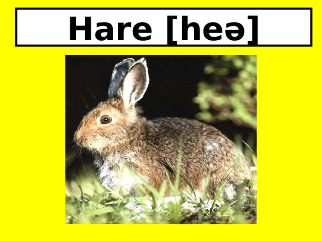 Hare [heə] 