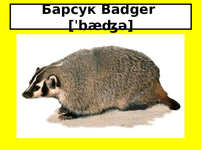 Барсук Badger [ˈbæʤə] 
