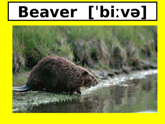 Beaver [ˈbiːvə] 