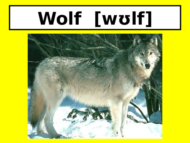 Wolf [wʊlf] 