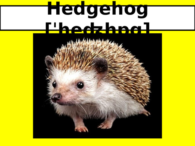 Hedgehog [ˈheʤhɒg] 