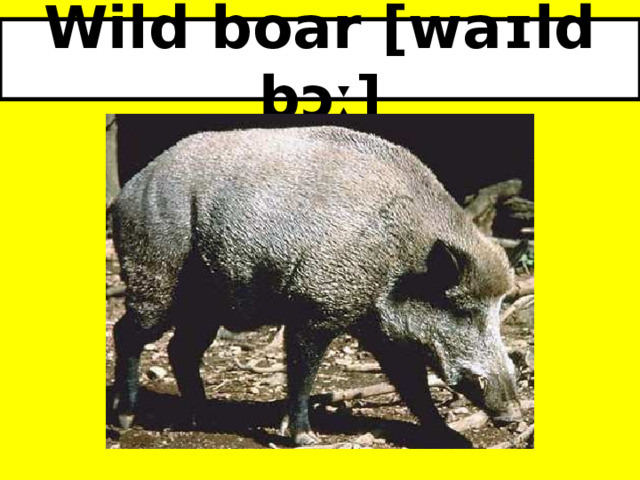Wild boar [waɪld bɔː] 
