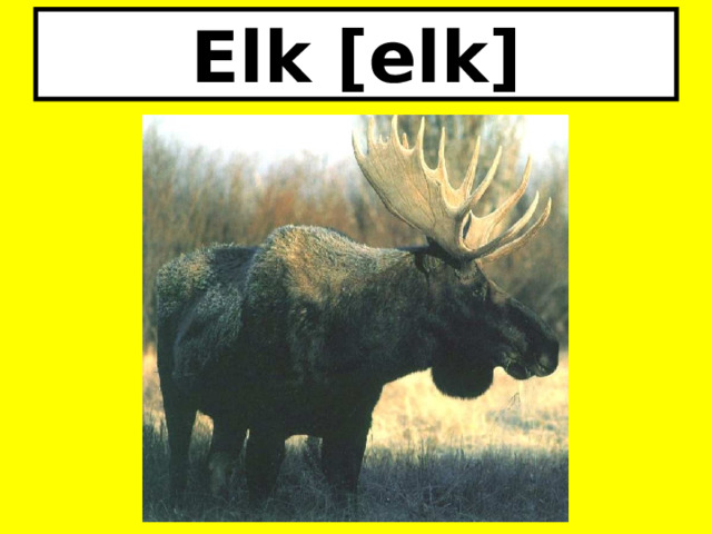 Elk [elk] 