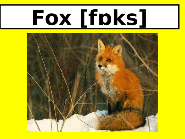 Fox [fɒks] 