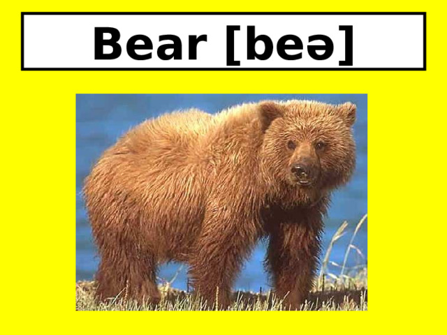 Bear [beə] 