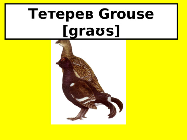 Тетерев Grouse [graʊs] 