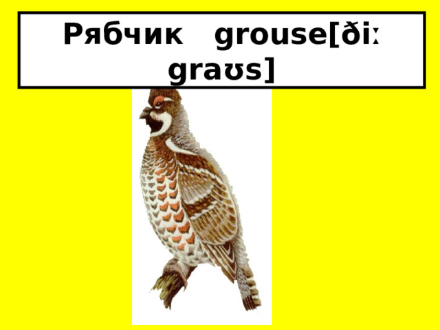 Рябчик grouse[ðiː graʊs] 