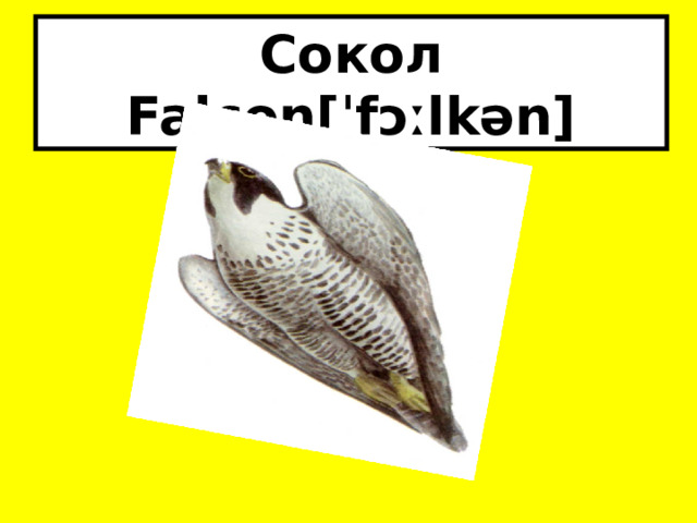 Сокол Falcon[ˈfɔːlkən] 
