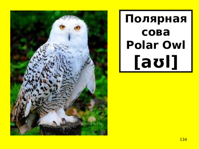 Полярная сова Polar Owl [aʊl]  