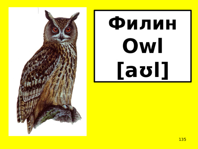 Филин Owl [aʊl]  