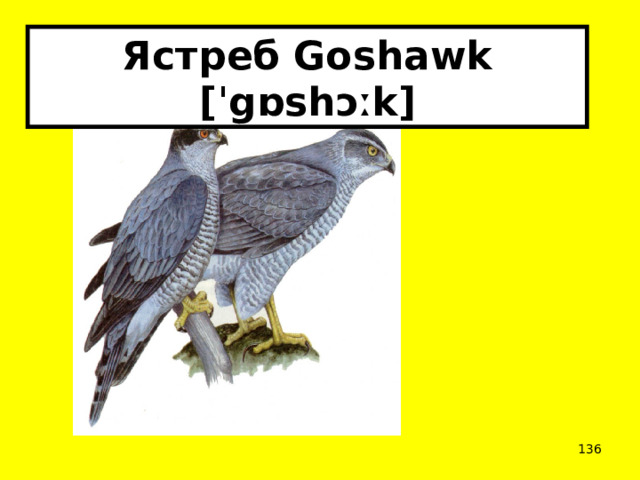 Ястреб Goshawk [ˈgɒshɔːk]  