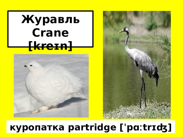 Журавль Crane [kreɪn]  куропатка partridge [ˈpɑːtrɪʤ]  
