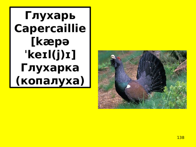 Глухарь Capercaillie [kæpəˈkeɪl(j)ɪ] Глухарка (копалуха)  