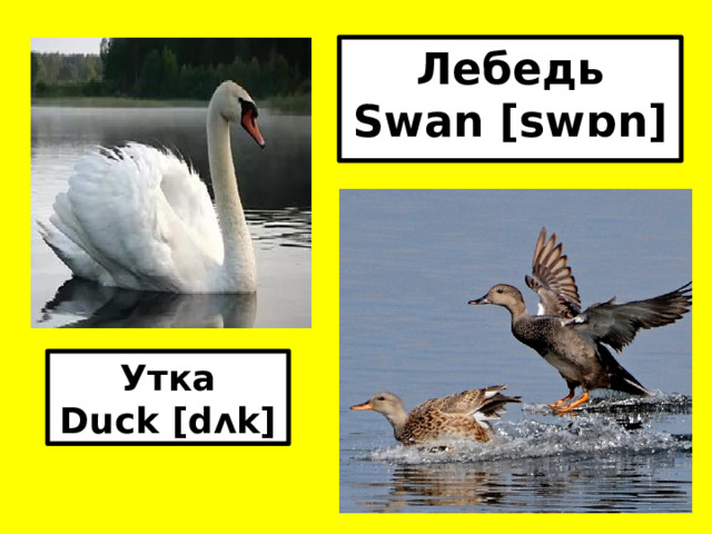Лебедь Swan [swɒn]  Утка Duck [dʌk]  