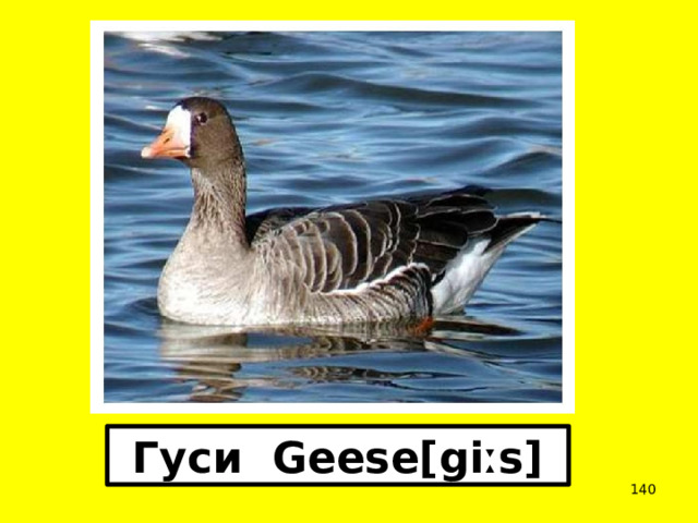 Гуси Geese[giːs]  