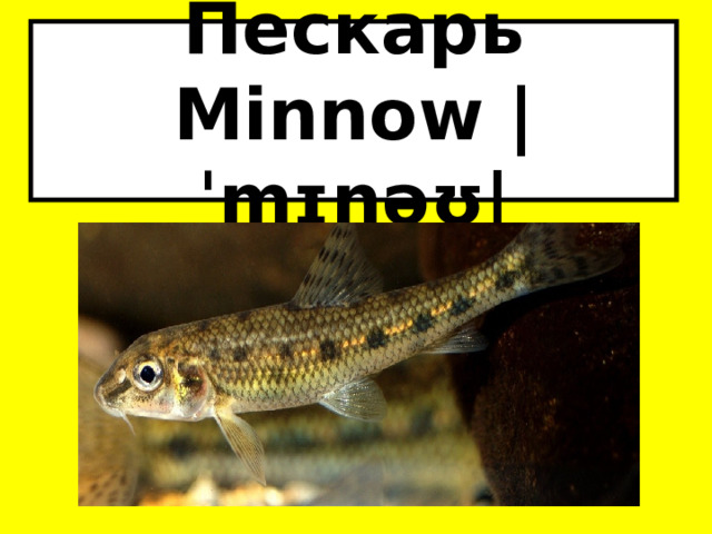 Пескарь Minnow |ˈmɪnəʊ| 