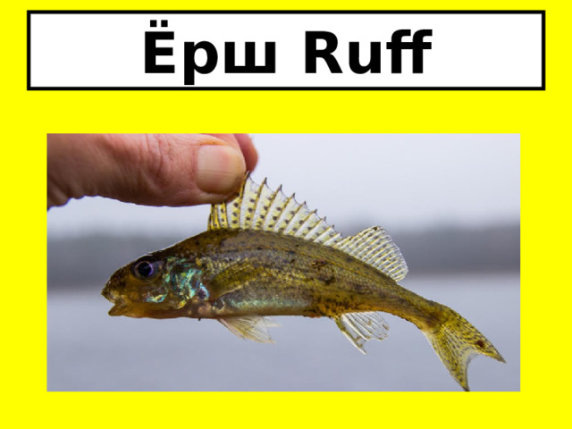 Ёрш Ruff 