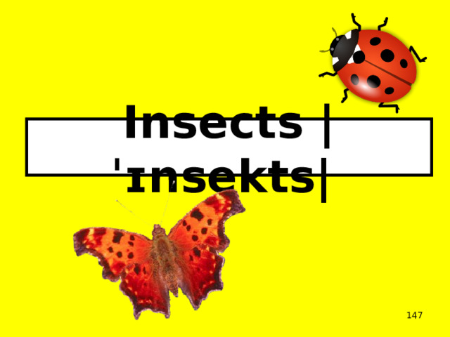 Insects |ˈɪnsekts|   