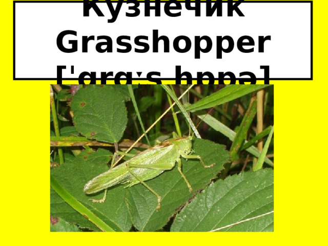 Кузнечик Grasshopper [ˈgrɑːs hɒpə] 