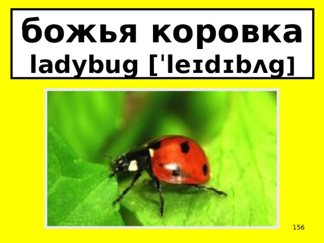 божья коровка  ladybug [ˈleɪdɪbʌg ]  